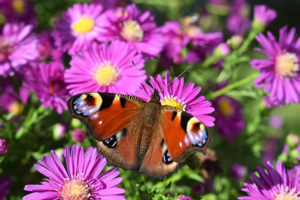 istock Peacock butterfly (Inachis io) on autumn asters flowers 1937029025