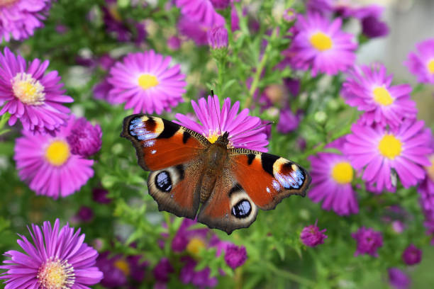 istock Peacock butterfly (Inachis io) on autumn asters flowers 1937029031