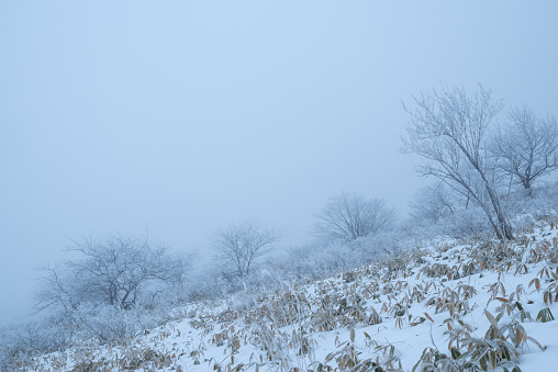 Snowy landscape covered in fog
