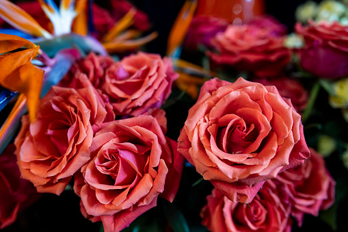 A group of red roses for sale in a flower shop in Newcastle upon Tyne, England. The main focus is their flower heads.