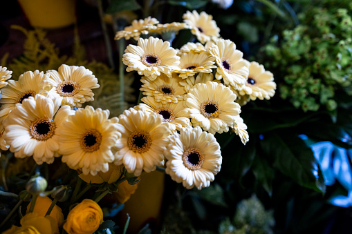 A barberton daisy for sale in a flower shop in Newcastle upon Tyne, England.