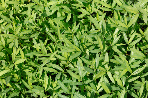 Green leaf texture . green leaf
