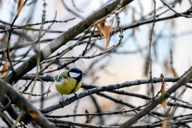 istock Blue tit (Cyanistes caeruleus) perched on a branch in winter light 1937061066