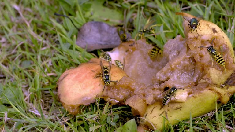 Wasps and other insects on fallen rotten fruit