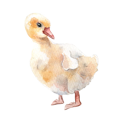 Watercolor cute goose chick. Fluffy white bird illustration isolated on white. Little Easter gosling hand drawn . Painted farm nestling. Domestic pet youngling. Element for design Easter, package.
