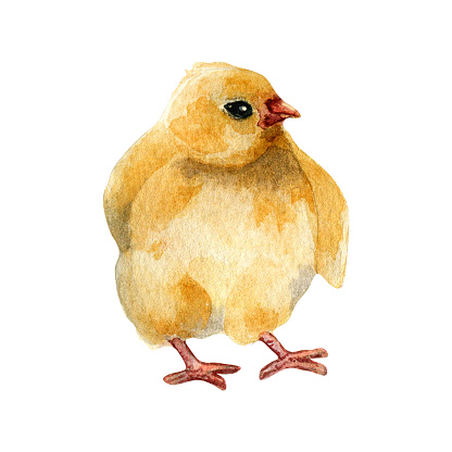 Watercolor cute yellow birds. Chicken illustration isolated on white. Little Easter chick hand drawn . Painted farm nestling farm. Domestic pet youngling. Element for design Easter, package, book.