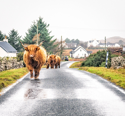 A group of highland cattle on a country road on the Scottish island of Mull in the Inner Hebrides.