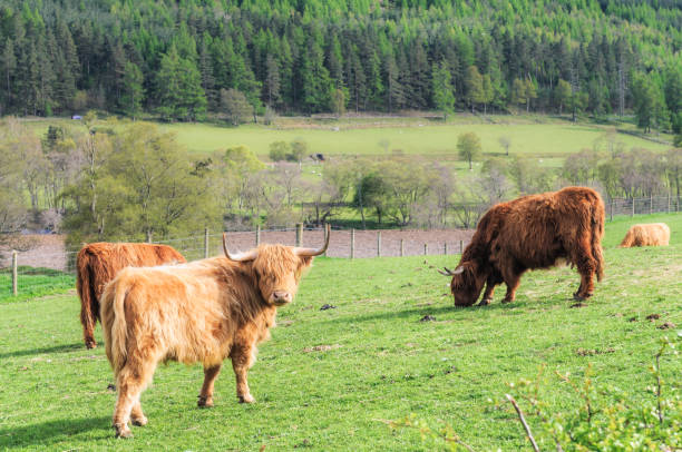 istock Highland cows in Speyside, Scotland 1937068415
