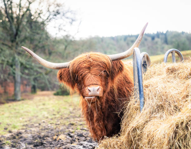 Ox on a farm, detail of a mammal, domestic animal