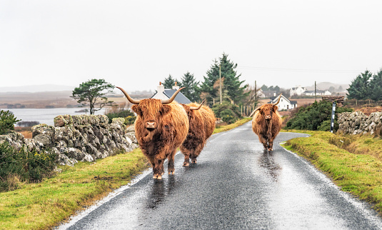 Highland cows on a singletrack road on the Isle of Mull in Scotland.