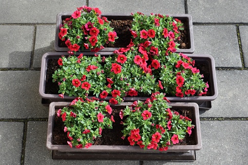 Healthy, profusely flowering seedlings of million bells (Calibrachoa) transplanted into window boxes. Growing of ornamental plants in containers