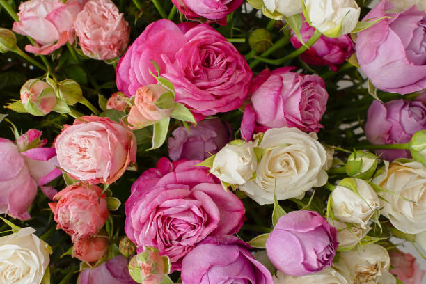 istock Pink purple white roses background. 1937072664