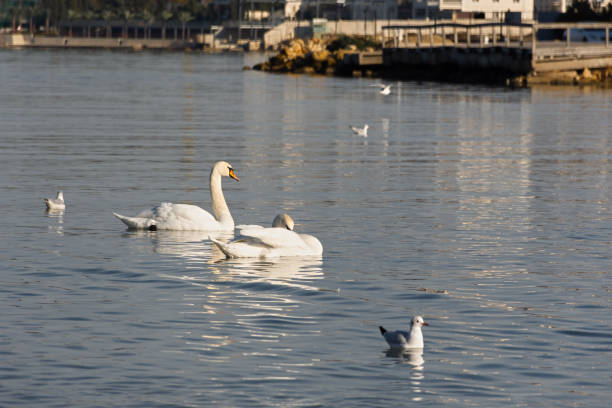 Seagulls swans ducks sea beach. A large group of birds flew away to winter in warm seas. The moment the movement takes off. Various marine fauna feed in shallow water. Portraits of migratory birds