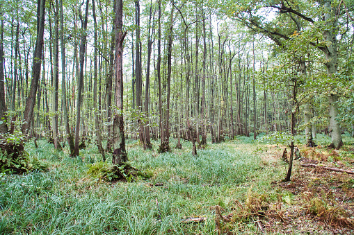 View into a deciduous forest with grass-covered forest floor. Photograph from a nature park on the Darss. Landscape photograph