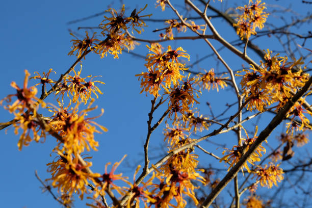 istock Yellow orange Hamamelis intermedia 'Harry', also known as witch hazel, in flower. 1937084509