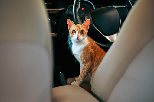 Cute orange cat in the car