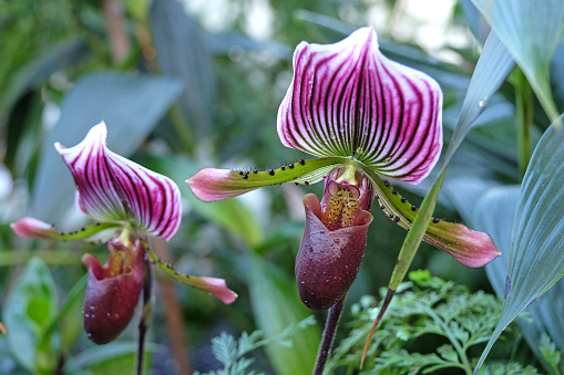 Purple and burgundy Paphiopedilum callosum or callus, also known as slipper orchid, or ladys slipper in flower.