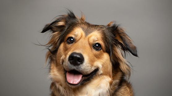 A funny dog put its paws on a white plate and looks out. Border Collie. The background is isolated.