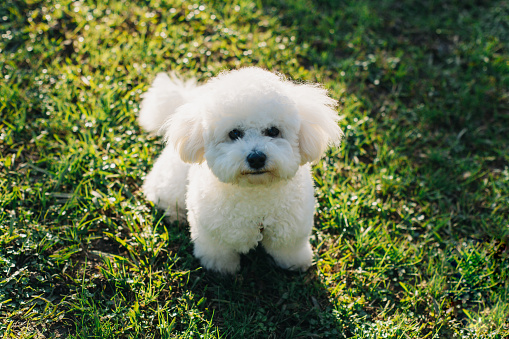 Cute Bichon Frise puppy on a green grass walking in a park. Portrait of a puppy.