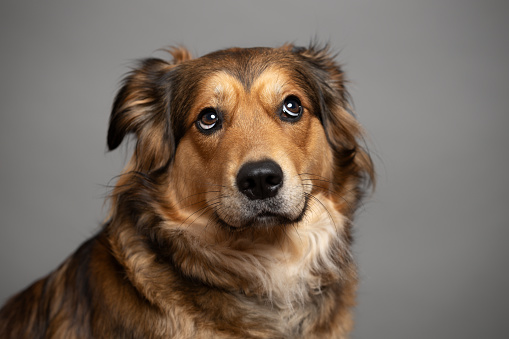 Brown cute dog portrait. Golden retriever mix. This file is cleaned and retouched.