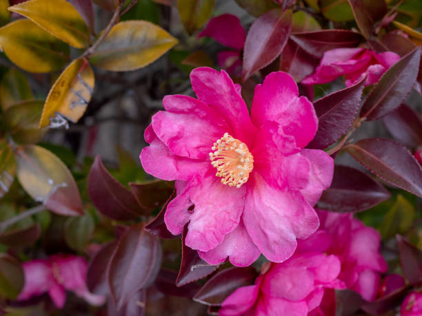 istock Pink azaleas are in full bloom. 1937093809
