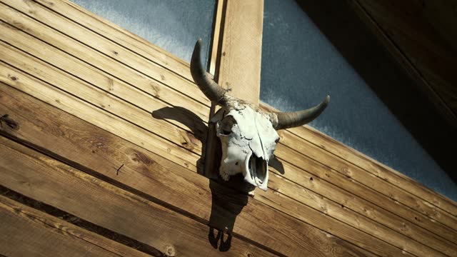 Bull deer skull horns hanging on