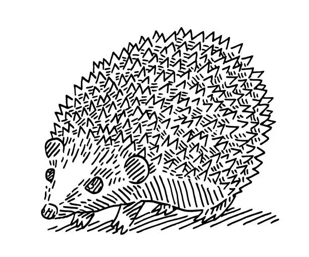 Vector illustration of Hedgehog Animal Drawing