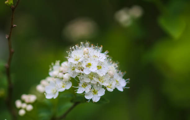 Spiraea japonica white flowers.