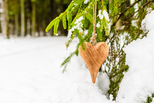 Wooden heart Pine branch in snow close up. Snow fir branch in forest. a symbol of romantic love in the snow on a spruce branch, Valentine's Day concept.Copy space.