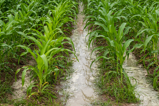 Sweet corn agricultural crop fields are being damaged by flooding.
