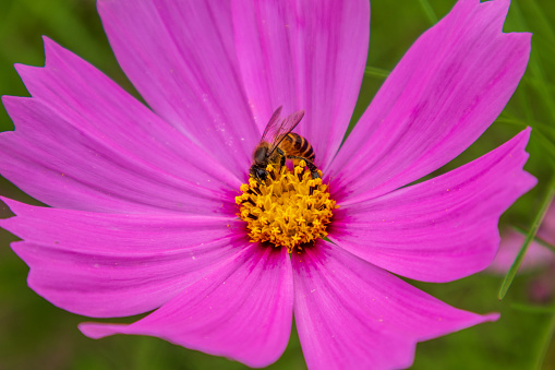 Close-up view of a cute bee eating purple pink flower pollen in the morning.