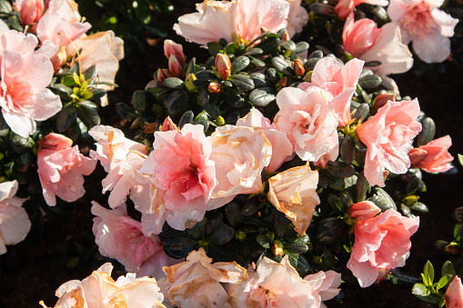 Beautiful pink and white azaleas blooming in the morning.