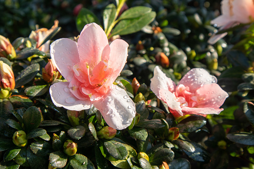 Beautiful pink and white azaleas blooming in the morning.