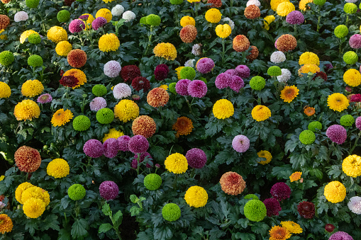 Beautiful ping-pong flower beds in many colors