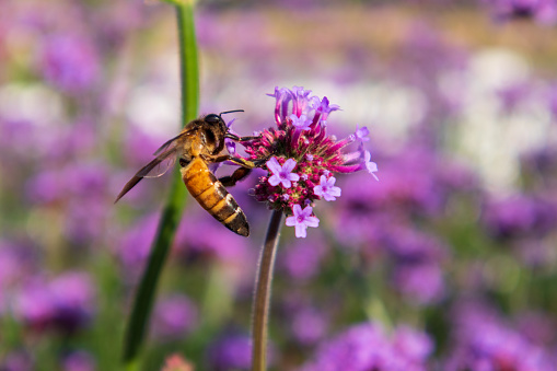 Close-up view of a cute bee eating purple verbena pollen in the morning.