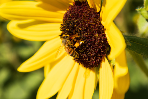 Close-up view of a cute bee eating yellow sunflower pollen in the morning.
