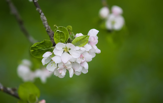 Delicate white flowers on the apple-tree branches in spring garden.