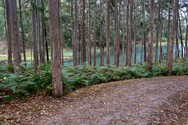 A clear stream flows through a lush forest of tall trees under a bright blue sky, surrounded by dense greenery