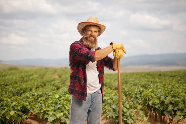 istock Bearded farmer on a vineyard field 1937135728