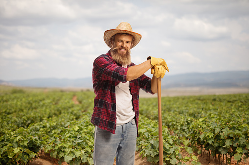 Bearded farmer on a vineyard field leaning on a shovel