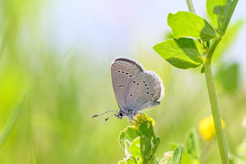 The small blue (Cupido minimus) is a Palearctic butterfly in the family Lycaenidae