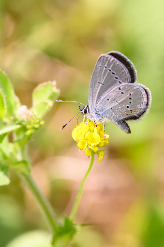 The small blue (Cupido minimus) is a Palearctic butterfly in the family Lycaenidae