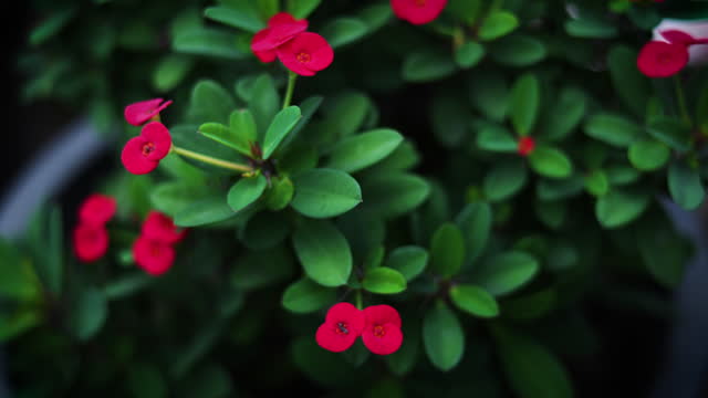 Red Euphorbia Flowers In A Pot