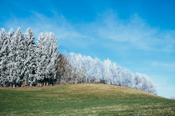 White trees in frost. Winter nature landscape