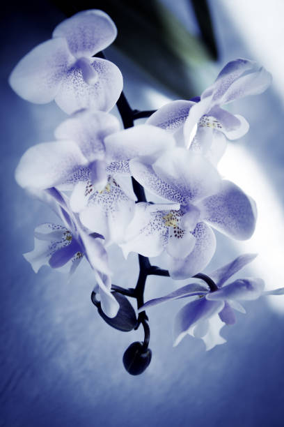 istock White and purple toy orchid flowers 1937147920