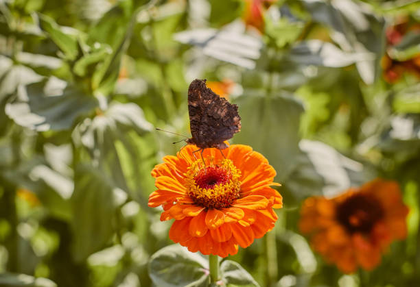 Zinnia flower and a butterfly