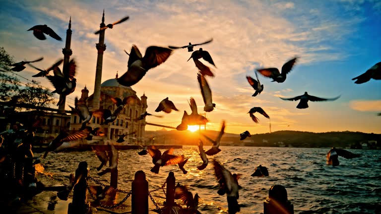 SLO MO Sunset Serenity at the Ortakoy's Majestic Mosque: Pigeons Soar from Istanbul's Coastal Promenade to Ortakoy's Majestic Mosque and Bridge #GoldenHourSerenade #OrtakoyVista #IstanbulSunset