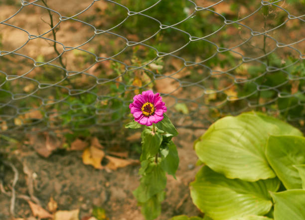 Zinnia flower blooms near fence