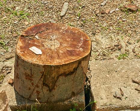 Round cut tree trunk. Harvesting wood.