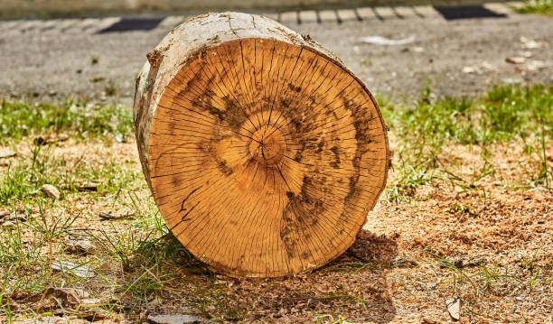 istock Round cut tree trunk. Harvesting wood 1937162781